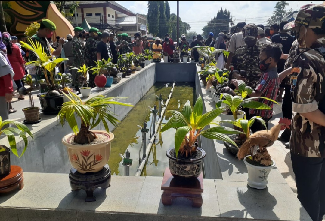  Komunitas Bonsai Kelapa  Sumenep Atur Jadwal Silaturahmi 